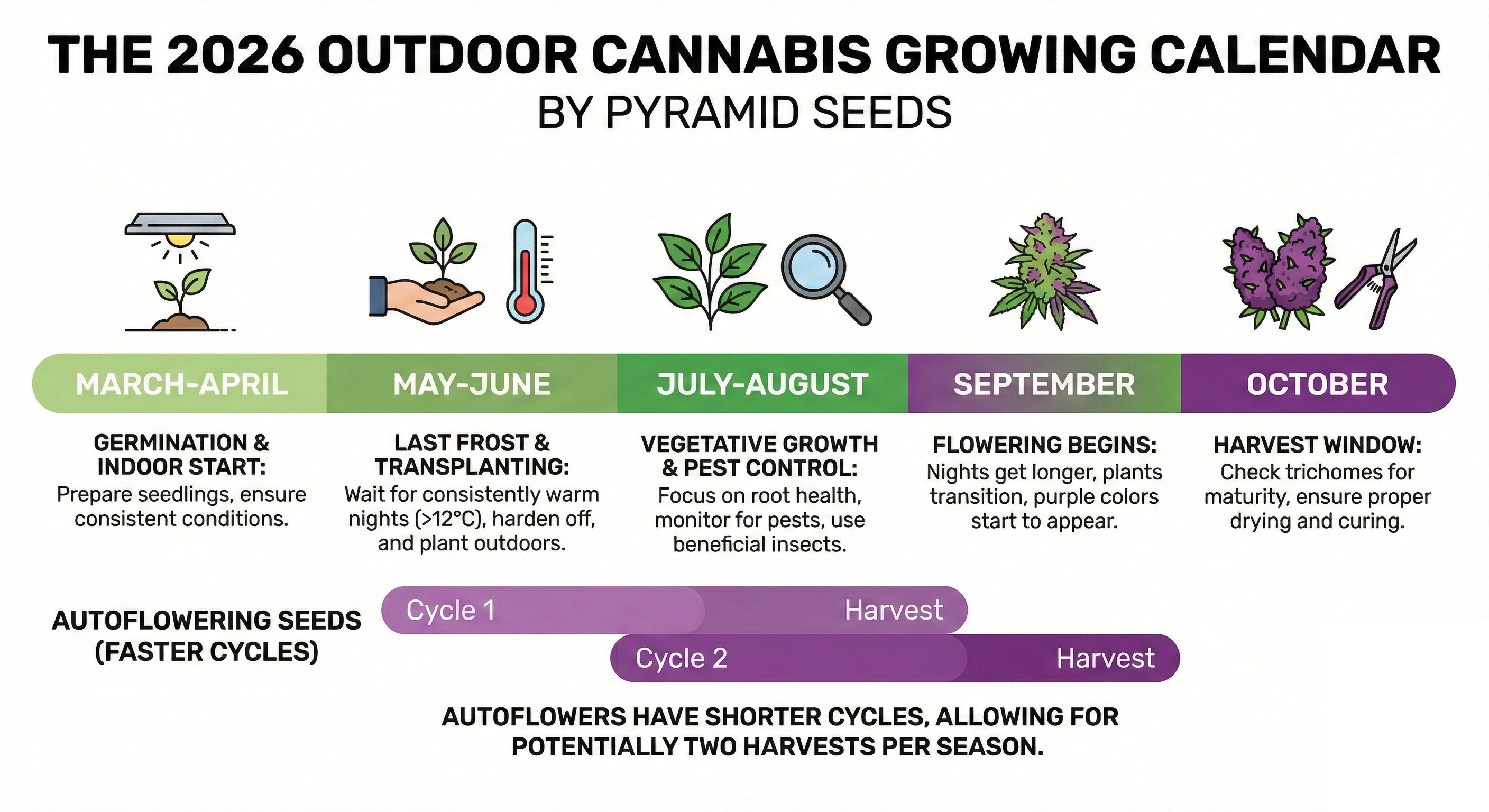 Mejores variedades púrpura para cultivo exterior 2026 guía de Pyramid Seeds